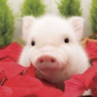 Piggy