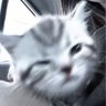 Natrix_Podkaifom