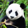 Andrey_Pandovich