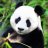 Andrey_Pandovich